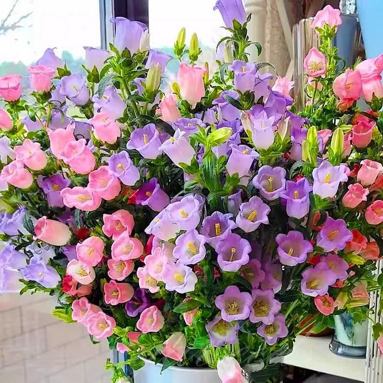 Campanula - Bellflower Seeds